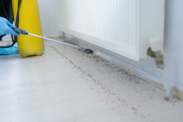 Best Flea Control Services  in Pu, HI